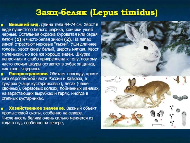 Заяц-беляк (Lepus timidus) Внешний вид. Длина тела 44-74 см. Хвост в виде