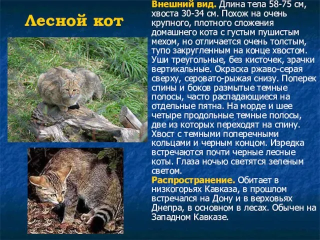 Лесной кот Внешний вид. Длина тела 58-75 см, хвоста 30-34 см. Похож