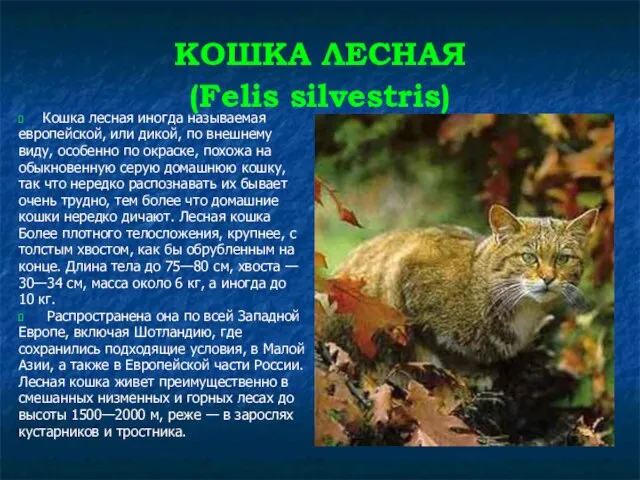 КОШКА ЛЕСНАЯ (Felis silvestris) Кошка лесная иногда называемая европейской, или дикой, по