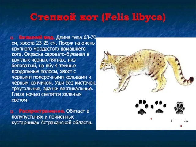 Степной кот (Felis libyca) Внешний вид. Длина тела 63-70 см, хвоста 23-25