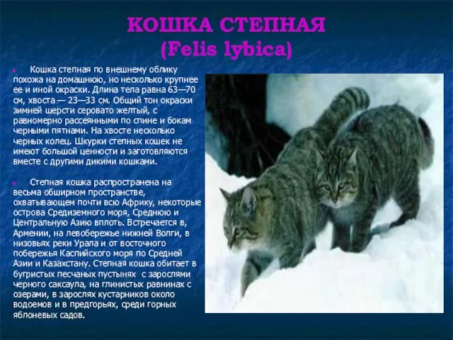 КОШКА СТЕПНАЯ (Felis lybica) Кошка степная по внешнему облику похожа на домашнюю,