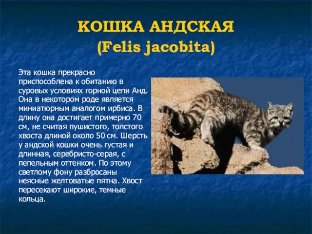 КОШКА АНДСКАЯ (Felis jacobita) Эта кошка прекрасно приспособлена к обитанию в суровых