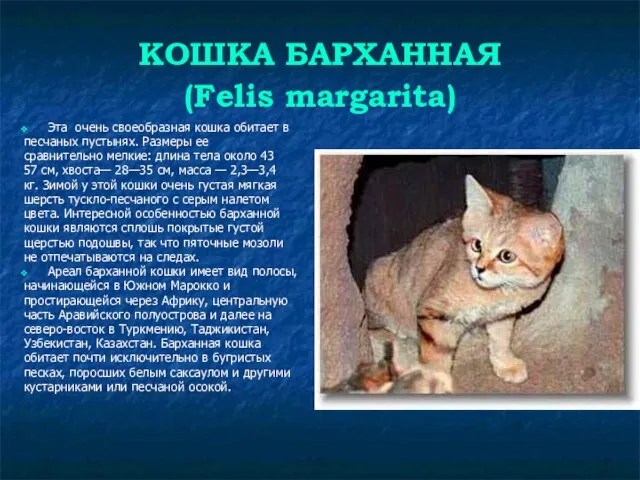 КОШКА БАРХАННАЯ (Felis margarita) Эта очень своеобразная кошка обитает в песчаных пустынях.