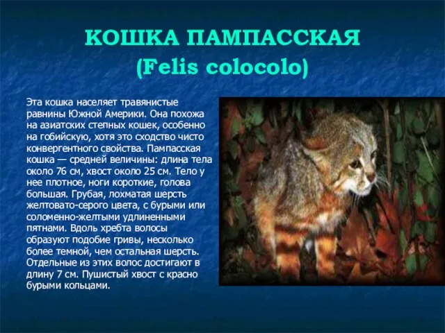 КОШКА ПАМПАССКАЯ (Felis colocolo) Эта кошка населяет травянистые равнины Южной Америки. Она
