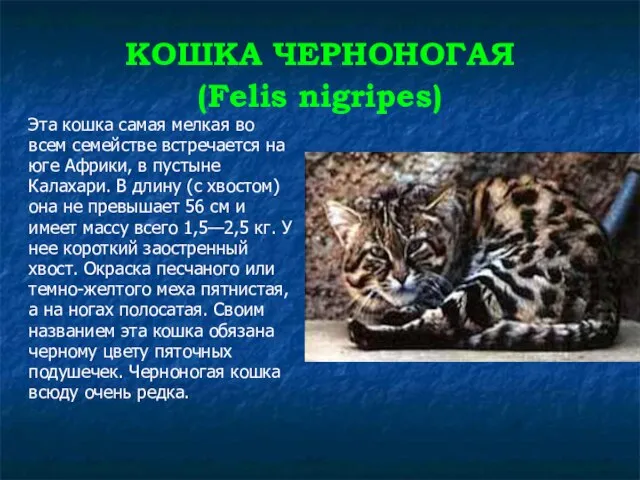 КОШКА ЧЕРНОНОГАЯ (Felis nigripes) Эта кошка самая мелкая во всем семействе встречается