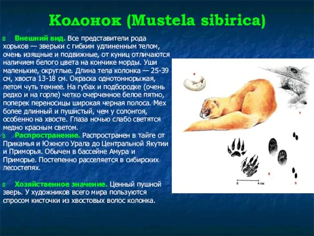 Колонок (Mustela sibirica) Внешний вид. Все представители рода хорьков — зверьки с