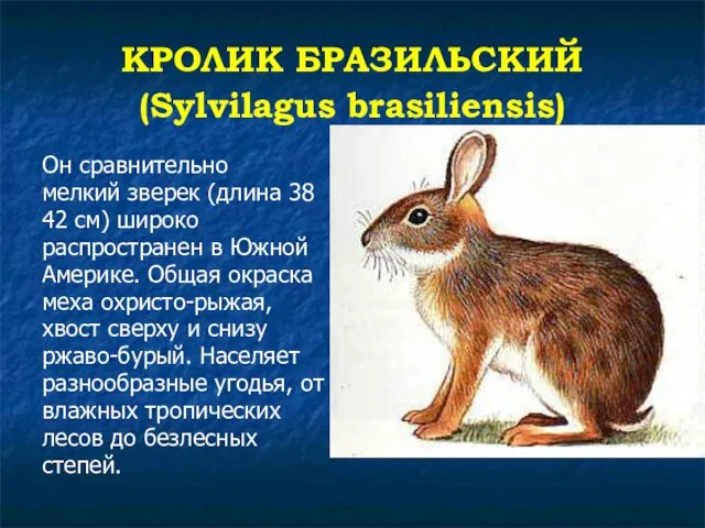 КРОЛИК БРАЗИЛЬСКИЙ (Sylvilagus brasiliensis) Он сравнительно мелкий зверек (длина 38 42 см)