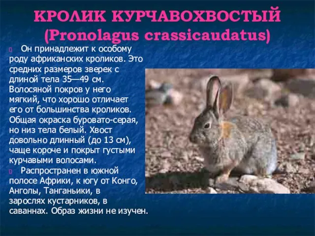 КРОЛИК КУРЧАВОХВОСТЫЙ (Pronolagus crassicaudatus) Он принадлежит к особому роду африканских кроликов. Это