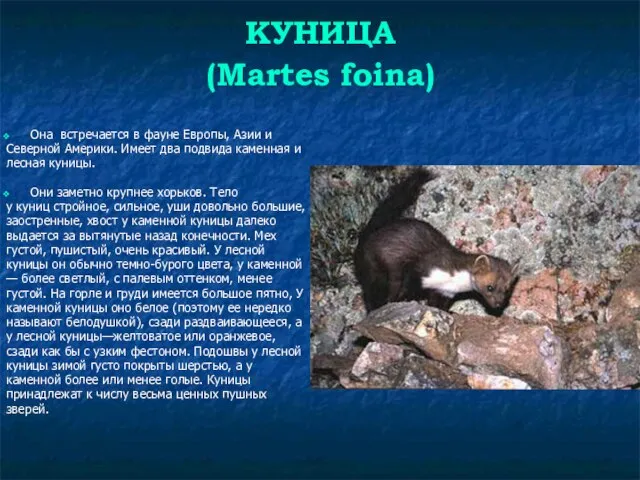 КУНИЦА (Martes foina) Она встречается в фауне Европы, Азии и Северной Америки.