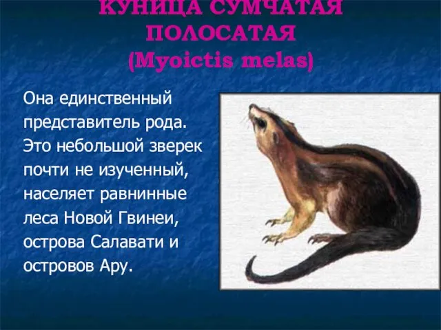 КУНИЦА СУМЧАТАЯ ПОЛОСАТАЯ (Myoictis melas) Она единственный представитель рода. Это небольшой зверек