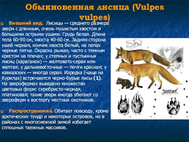 Обыкновенная лисица (Vulpes vulpes) Внешний вид. Лисицы — среднего размера звери с