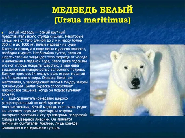 МЕДВЕДЬ БЕЛЫЙ (Ursus maritimus) Белый медведь — самый крупный представитель всего отряда