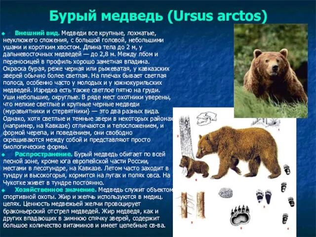 Бурый медведь (Ursus arctos) Внешний вид. Медведи все крупные, лохматые, неуклюжего сложения,