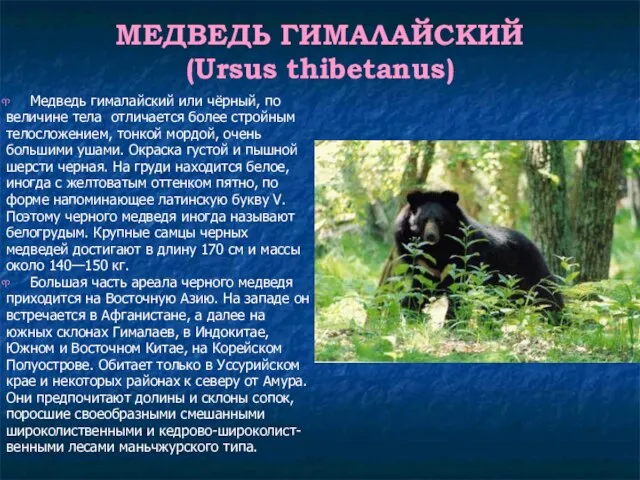 МЕДВЕДЬ ГИМАЛАЙСКИЙ (Ursus thibetanus) Медведь гималайский или чёрный, по величине тела отличается