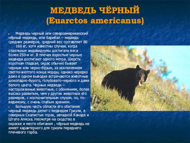 МЕДВЕДЬ ЧЁРНЫЙ (Euarctos americanus) Медведь черный или североамериканский чёрный медведь, или барибал