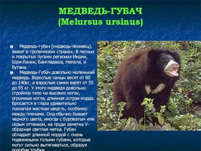 МЕДВЕДЬ-ГУБАЧ (Melursus ursinus) Медведь-губач (медведь-ленивец), живет в тропических странах. В лесных и