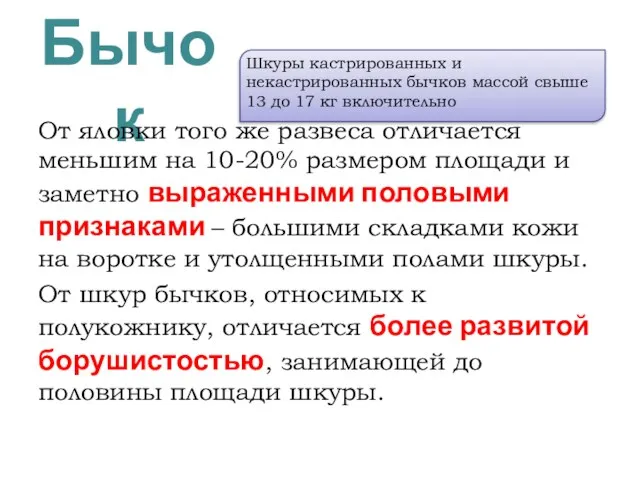 Бычок От яловки того же развеса отличается меньшим на 10-20% размером площади