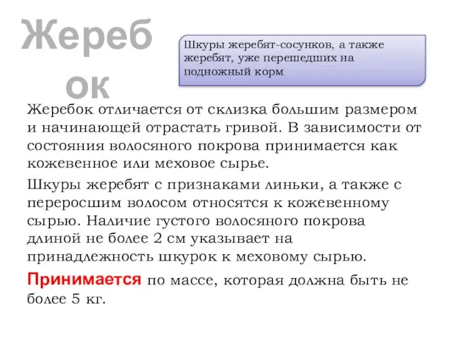 Жеребок Жеребок отличается от склизка большим размером и начинающей отрастать гривой. В