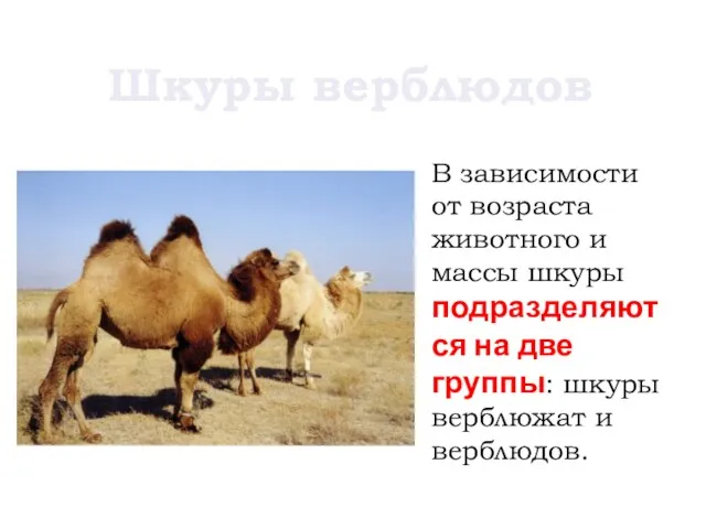 Шкуры верблюдов В зависимости от возраста животного и массы шкуры подразделяются на