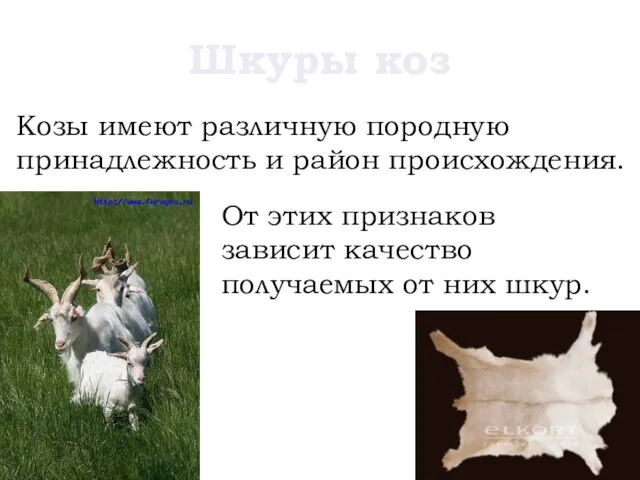 Шкуры коз Козы имеют различную породную принадлежность и район происхождения. От этих