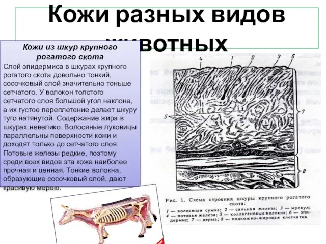 Кожи разных видов животных Кожи из шкур крупного рогатого скота Слой эпидермиса