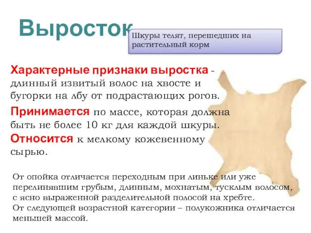 Выросток Характерные признаки выростка - длинный извитый волос на хвосте и бугорки