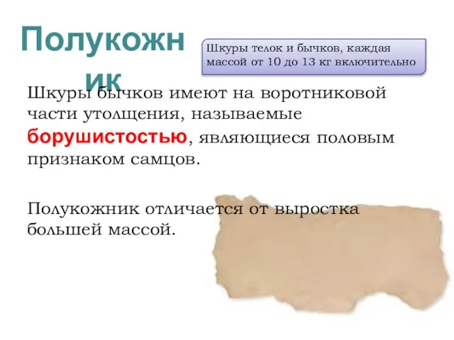 Полукожник Шкуры бычков имеют на воротниковой части утолщения, называемые борушистостью, являющиеся половым