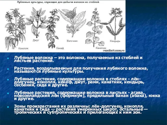 Лубяные волокна Лубяные волокна – это волокна, получаемые из стеблей и листьев