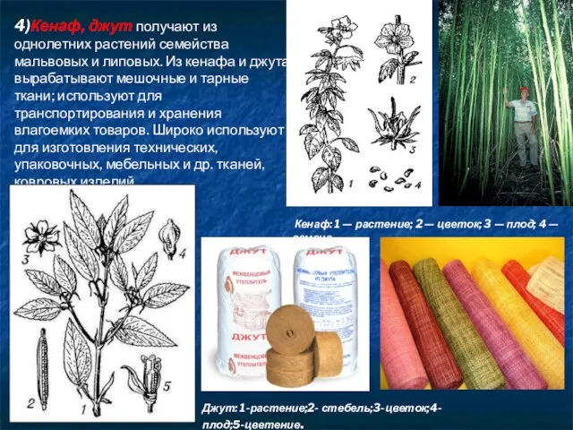 4)Кенаф, джут получают из однолетних растений семейства мальвовых и липовых. Из кенафа