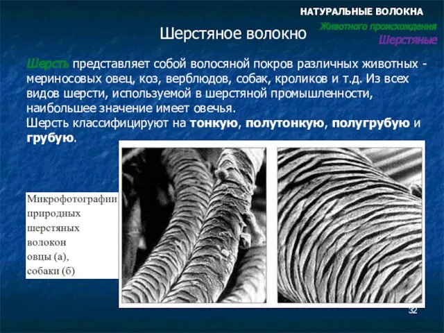 Шерстяное волокно Шерсть представляет собой волосяной покров различных животных -мериносовых овец, коз,