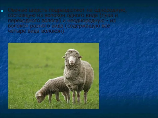 Овечью шерсть подразделяют на однородную, состоящую из волокон одного вида (пуха и