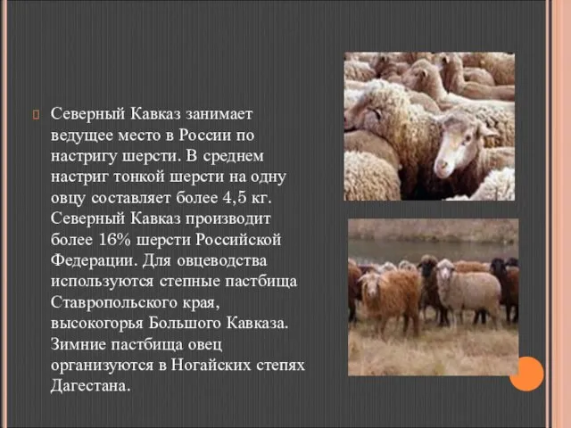 Северный Кавказ занимает ведущее место в России по настригу шерсти. В среднем