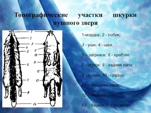 Топографические участки шкурки пушного зверя 1-мордка; 2 - лобик; 3 - уши;