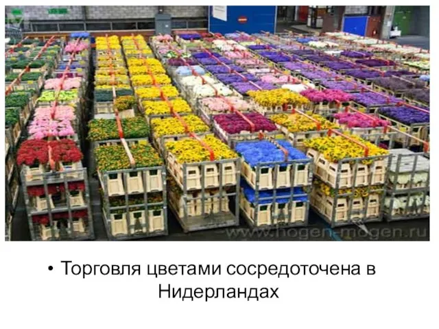 Торговля цветами сосредоточена в Нидерландах