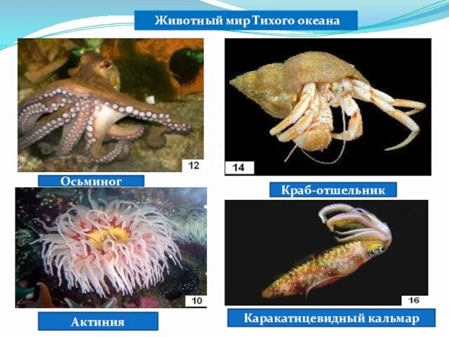 Животный мир Тихого океана Осьминог Краб-отшельник Актиния Каракатицевидный кальмар