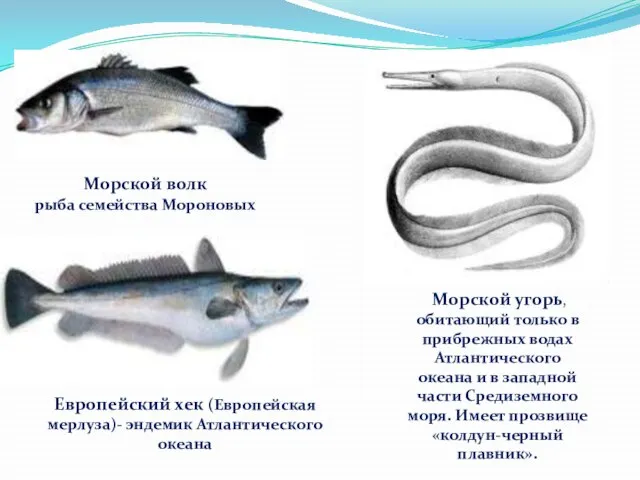 Морской волк рыба семейства Мороновых Европейский хек (Европейская мерлуза)- эндемик Атлантического океана