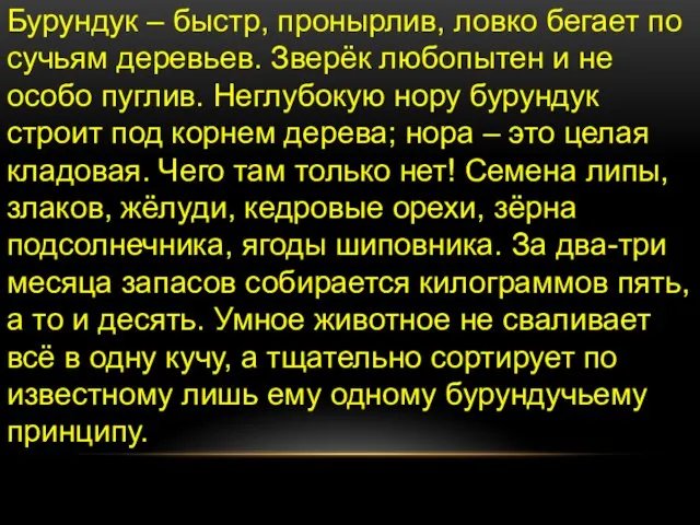 Бурундук – быстр, пронырлив, ловко бегает по сучьям деревьев. Зверёк любопытен и