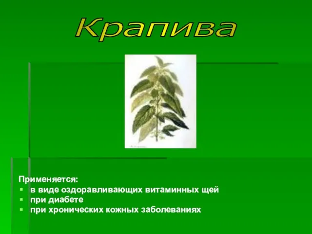 Применяется: в виде оздоравливающих витаминных щей при диабете при хронических кожных заболеваниях Крапива