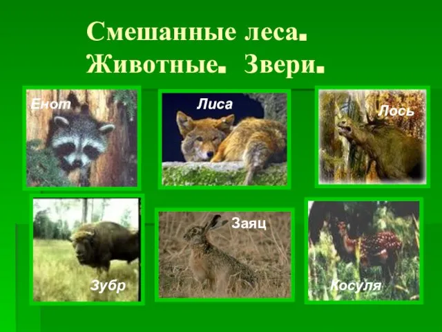 Смешанные леса. Животные. Звери. Енот Лиса Лось Зубр Косуля Заяц