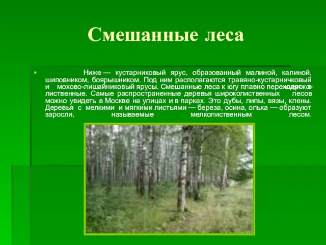 Смешанные леса Ниже — кустарниковый ярус, образованный малиной, калиной, шиповником, боярышником. Под