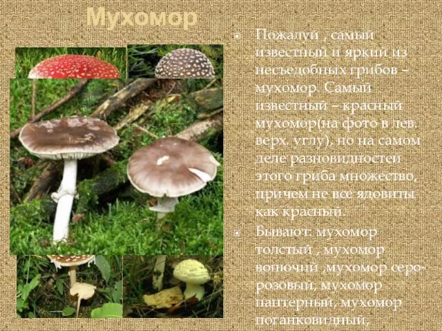 Мухомор Пожалуй , самый известный и яркий из несъедобных грибов – мухомор.