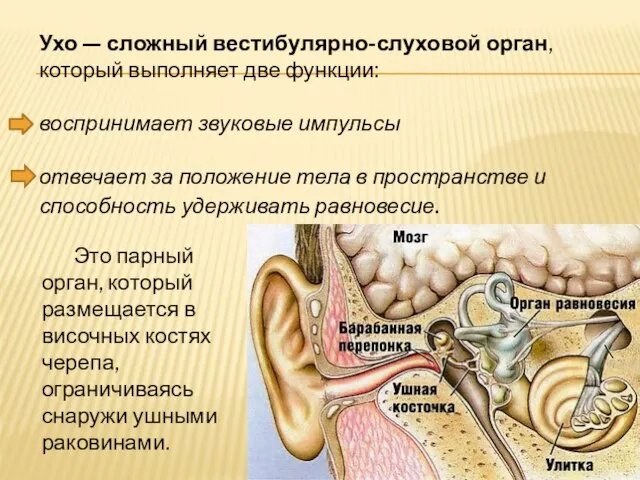 Ухо — сложный вестибулярно-слуховой орган, который выполняет две функции: воспринимает звуковые импульсы