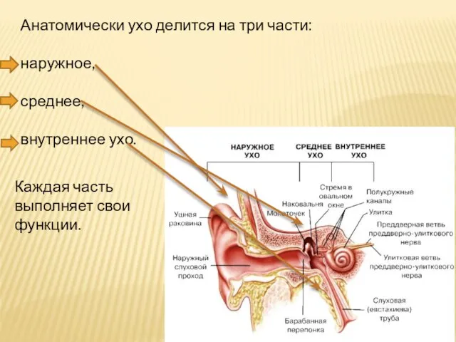 Анатомически ухо делится на три части: наружное, среднее, внутреннее ухо. Каждая часть выполняет свои функции.