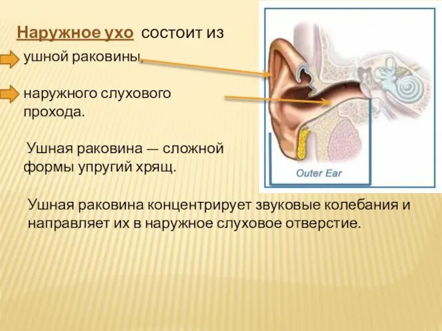 Наружное ухо состоит из ушной раковины, наружного слухового прохода. Ушная раковина —