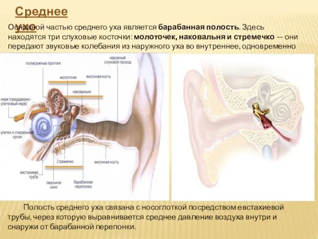 Среднее ухо Основной частью среднего уха является барабанная полость. Здесь находятся три