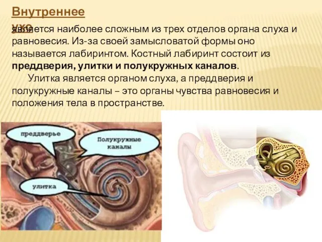 Внутреннее ухо является наиболее сложным из трех отделов органа слуха и равновесия.