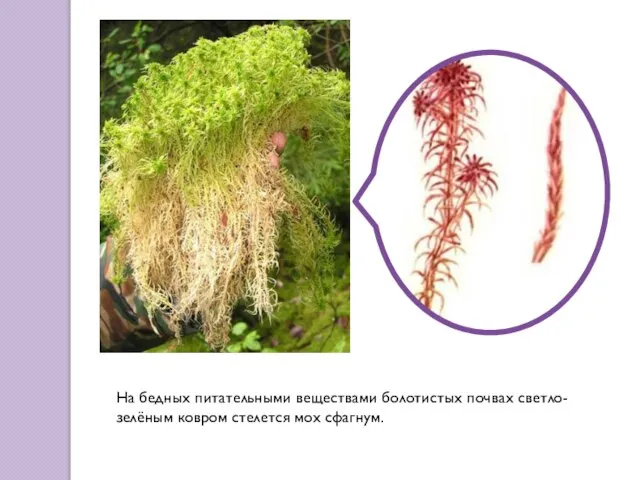 На бедных питательными веществами болотистых почвах светло-зелёным ковром стелется мох сфагнум.