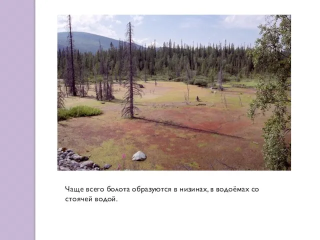 Чаще всего болота образуются в низинах, в водоёмах со стоячей водой.