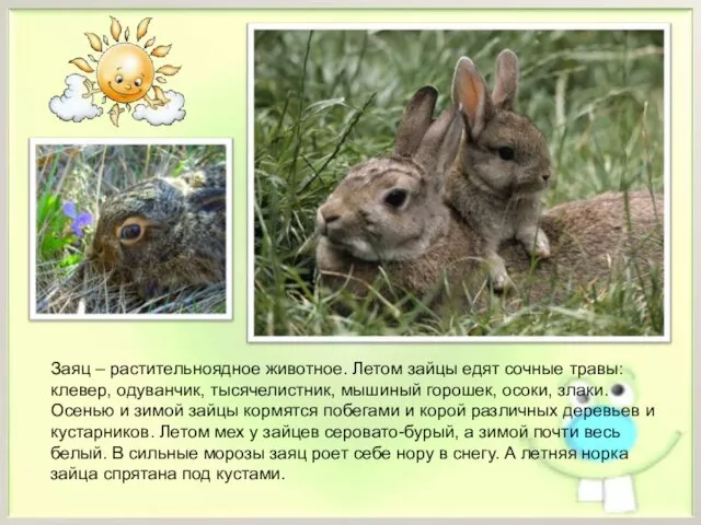 Заяц – растительноядное животное. Летом зайцы едят сочные травы: клевер, одуванчик, тысячелистник,