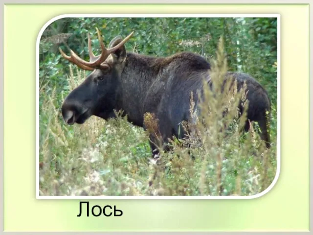 Лось